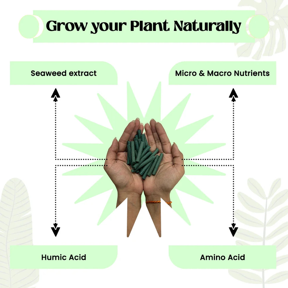 Plant Food Sticks - Organic Indoor Plant Nutrition