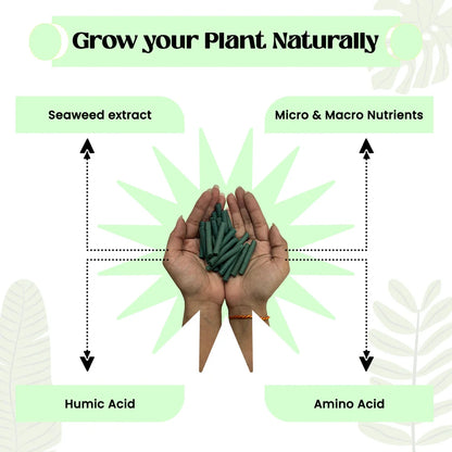 Plant Food Sticks - Organic Indoor Plant Nutrition