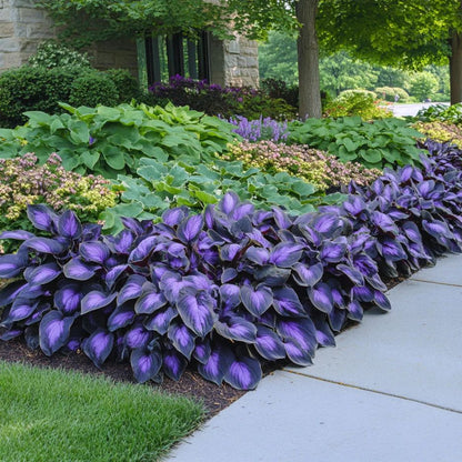 Rare Multicolor Hosta Seed + 100 Grams Organic Potmix Free