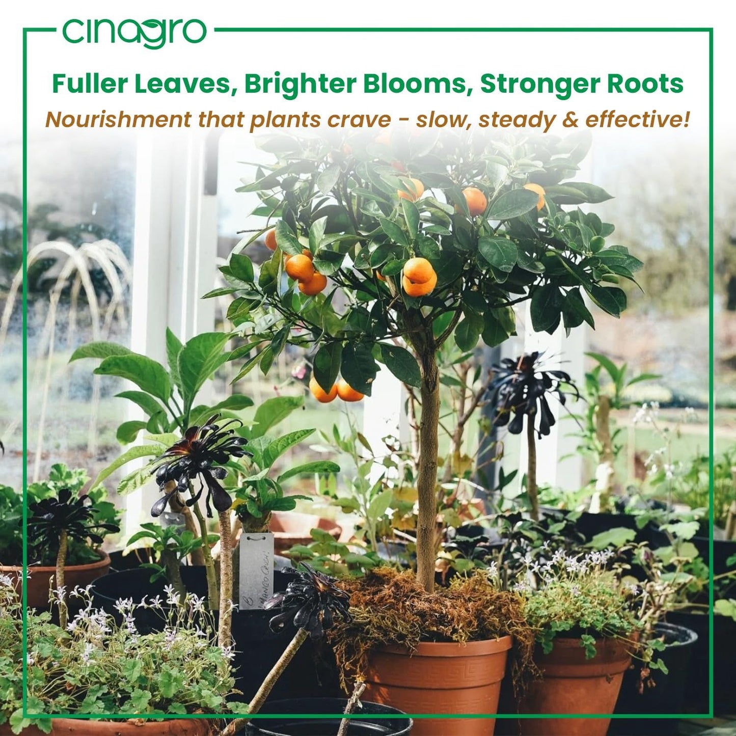 Plant Food Sticks - Organic Indoor Plant Nutrition