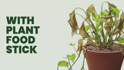 Plant Food Sticks - Organic Indoor Plant Nutrition